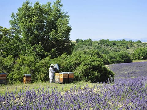 Mouans-Sartoux : le marché des miels de Provence exceptionnellement début août