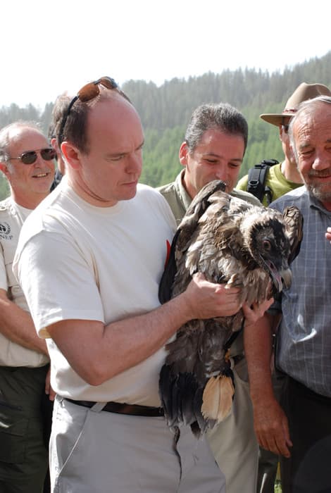 Biodiversité : lâcher princier dans le Mercantour pour le Gypaète Barbu