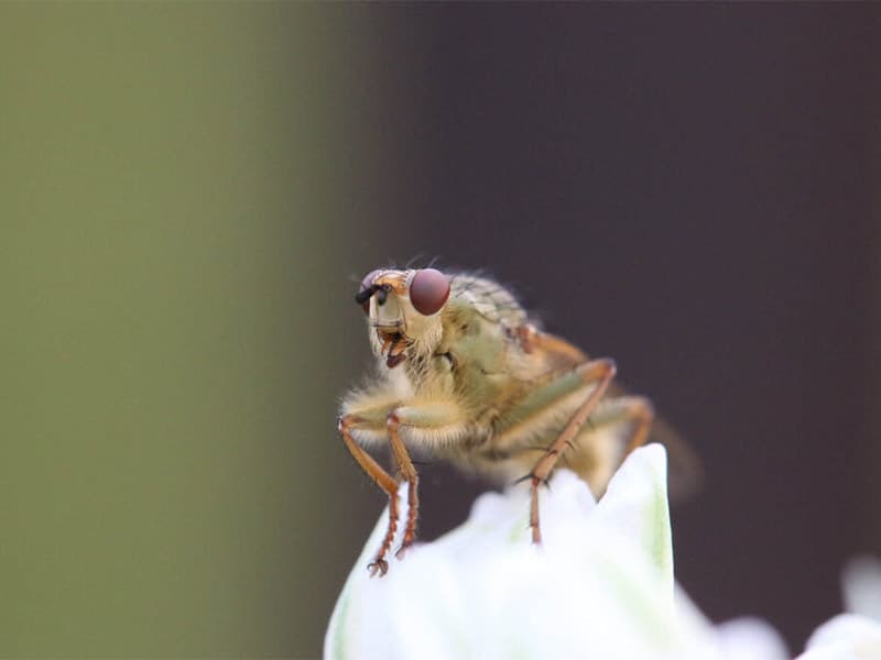 Science pour Tous à Biot : la mouche du vinaigre au service de notre génétique