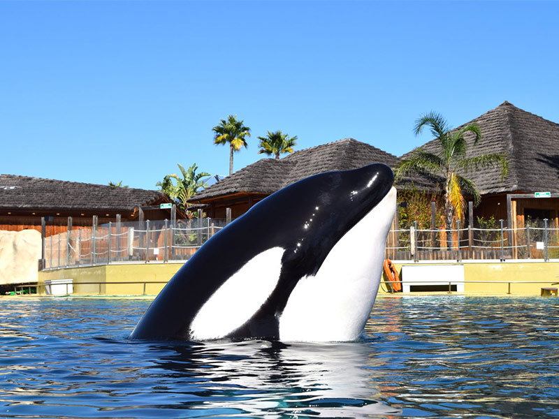 Marineland Orque