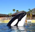 Marineland Orque