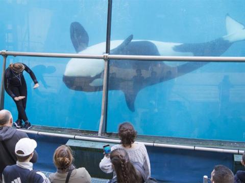 Faune Sauvage La Fin Programmee De Marineland A Antibes Webtimemedias